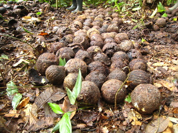 Brazil nut fruits on the ground during harvest