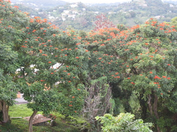 Urban forest in San Juan, Puerto Rico